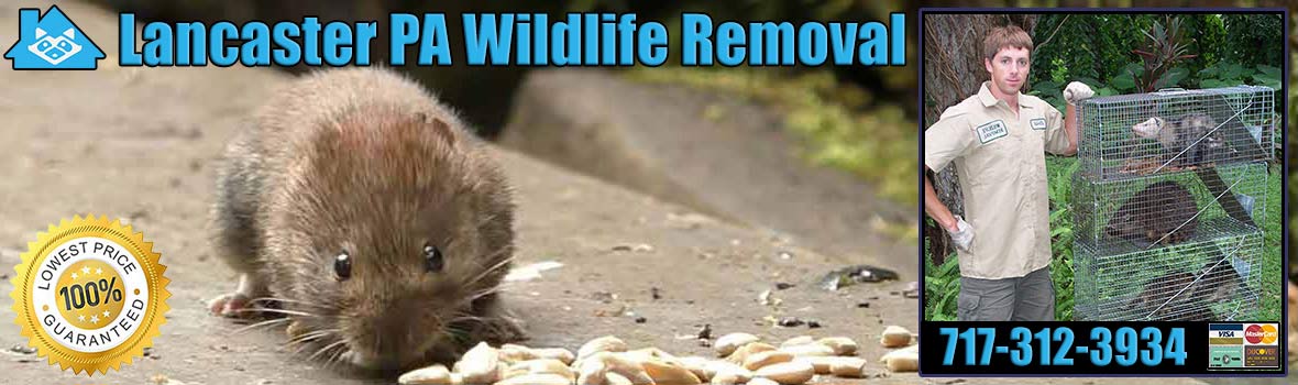Lancaster
 Wildlife and Animal Removal